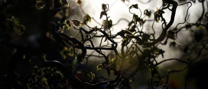 web_tom-quandt-652511-unsplash