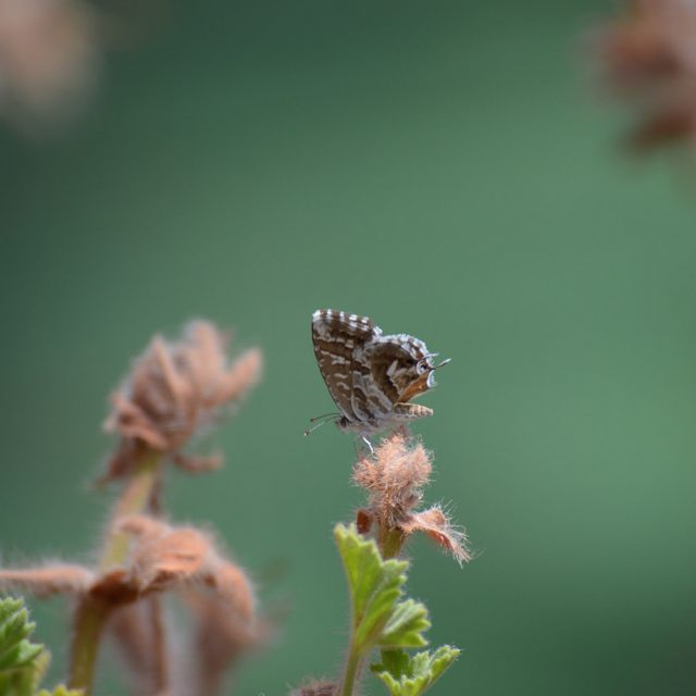james-pritchett-OzX-ABTioVo-unsplash james-pritchett-OzX-ABTioVo-unsplash